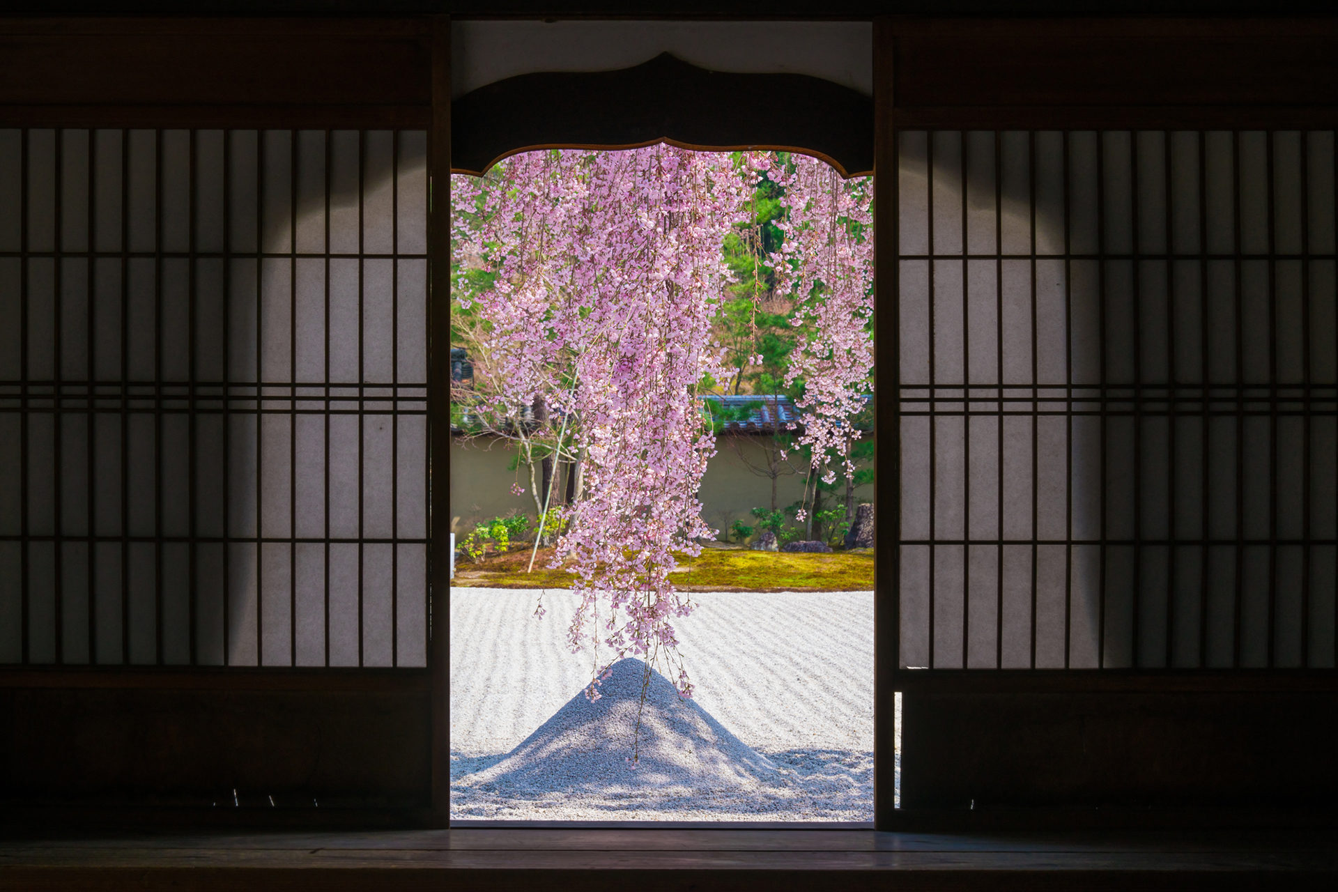 京都　高台寺の枝垂れ桜